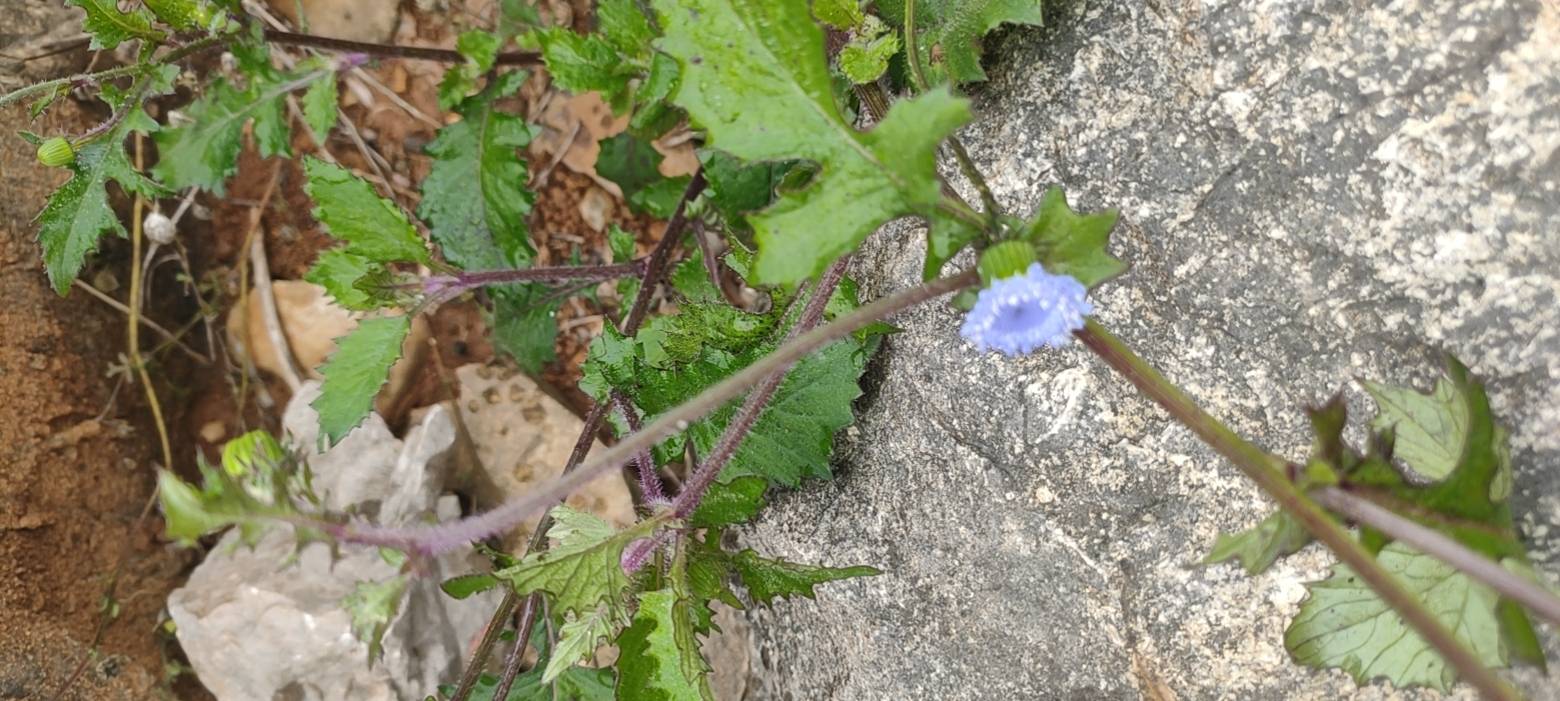 蓝花野茼蒿