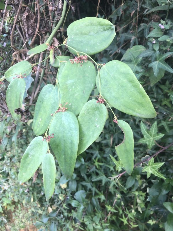 菝葜